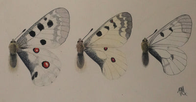 Roger METAYE : Papillons jaunes, noirs et blancs, Aquarelle originale signée