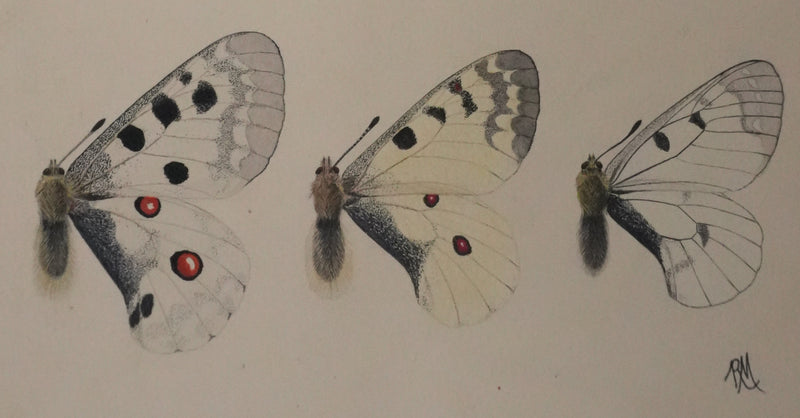 Roger METAYE : Papillons jaunes, noirs et blancs, Aquarelle originale signée