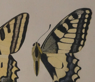 Roger METAYE : Papillons jaunes, noirs et blancs, Aquarelle originale signée