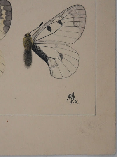 Roger METAYE : Papillons jaunes, noirs et blancs, Aquarelle originale signée