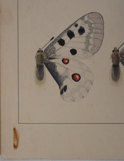 Roger METAYE : Papillons jaunes, noirs et blancs, Aquarelle originale signée