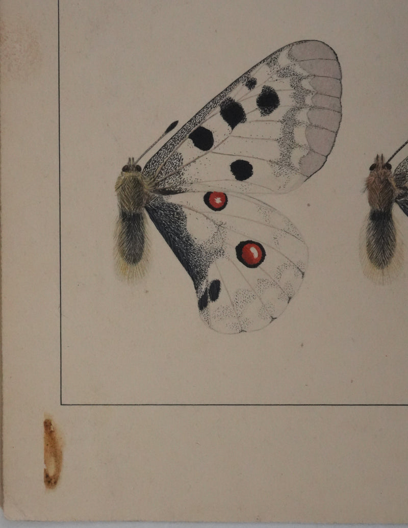 Roger METAYE : Papillons jaunes, noirs et blancs, Aquarelle originale signée