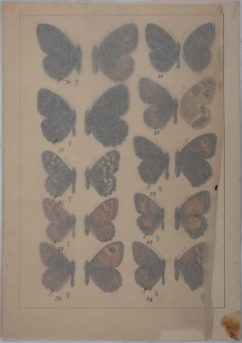 Roger METAYE : Petits papillons marrons et oranges, Aquarelle originale signée