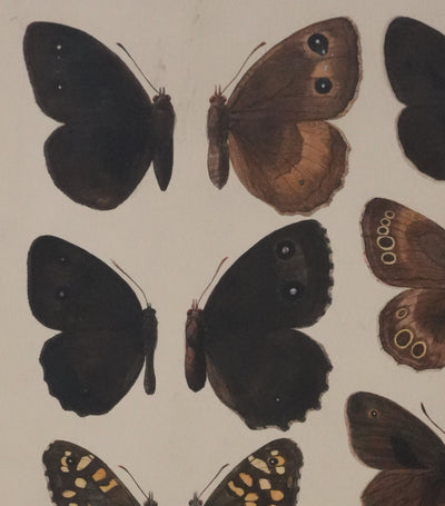 Roger METAYE : Petits papillons marrons et oranges, Aquarelle originale signée