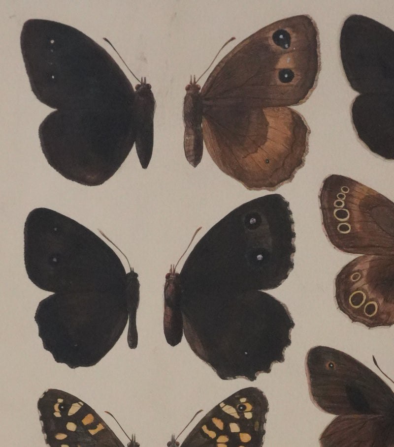 Roger METAYE : Petits papillons marrons et oranges, Aquarelle originale signée