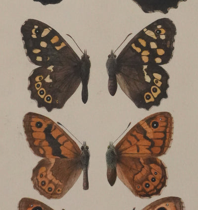 Roger METAYE : Petits papillons marrons et oranges, Aquarelle originale signée