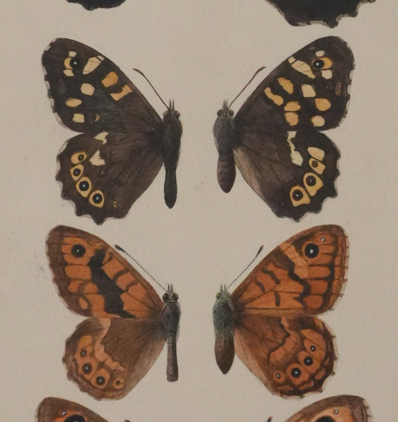 Roger METAYE : Petits papillons marrons et oranges, Aquarelle originale signée