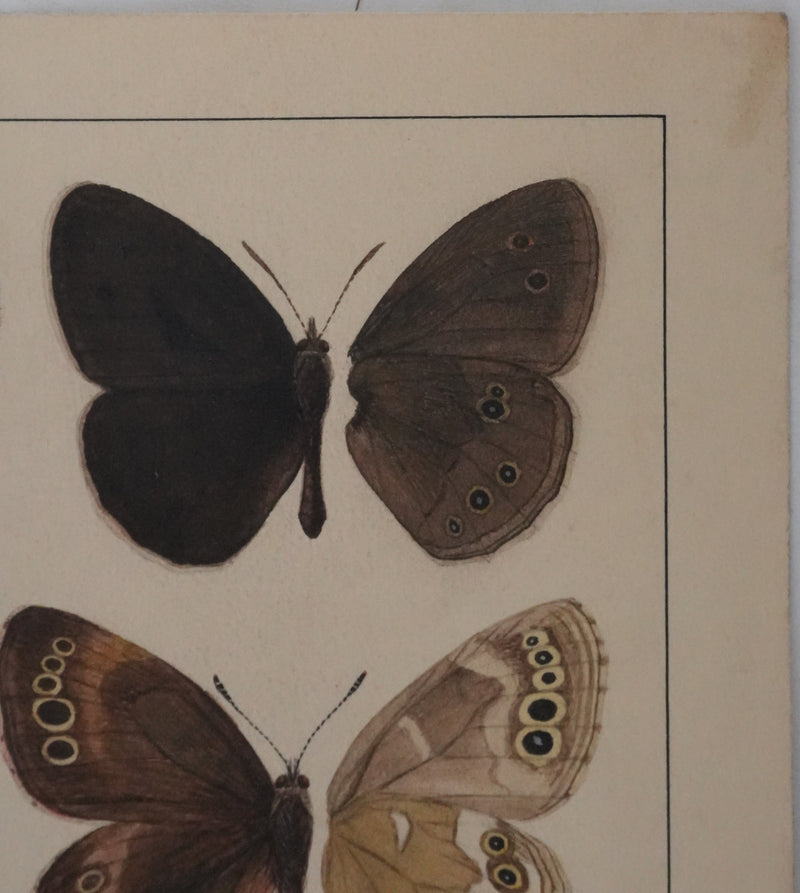 Roger METAYE : Petits papillons marrons et oranges, Aquarelle originale signée