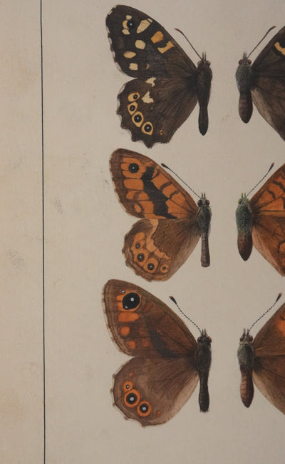 Roger METAYE : Petits papillons marrons et oranges, Aquarelle originale signée