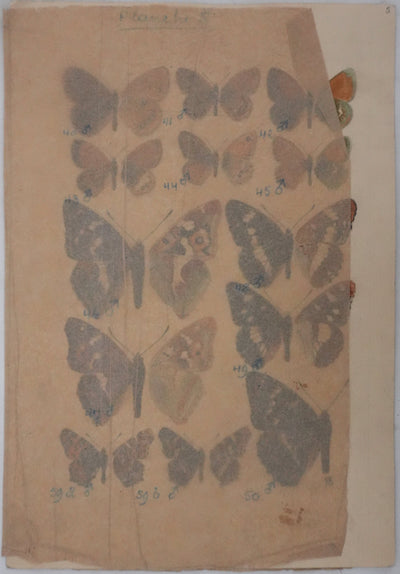 Roger METAYE : Papillons marrons et violets, Aquarelle originale signée