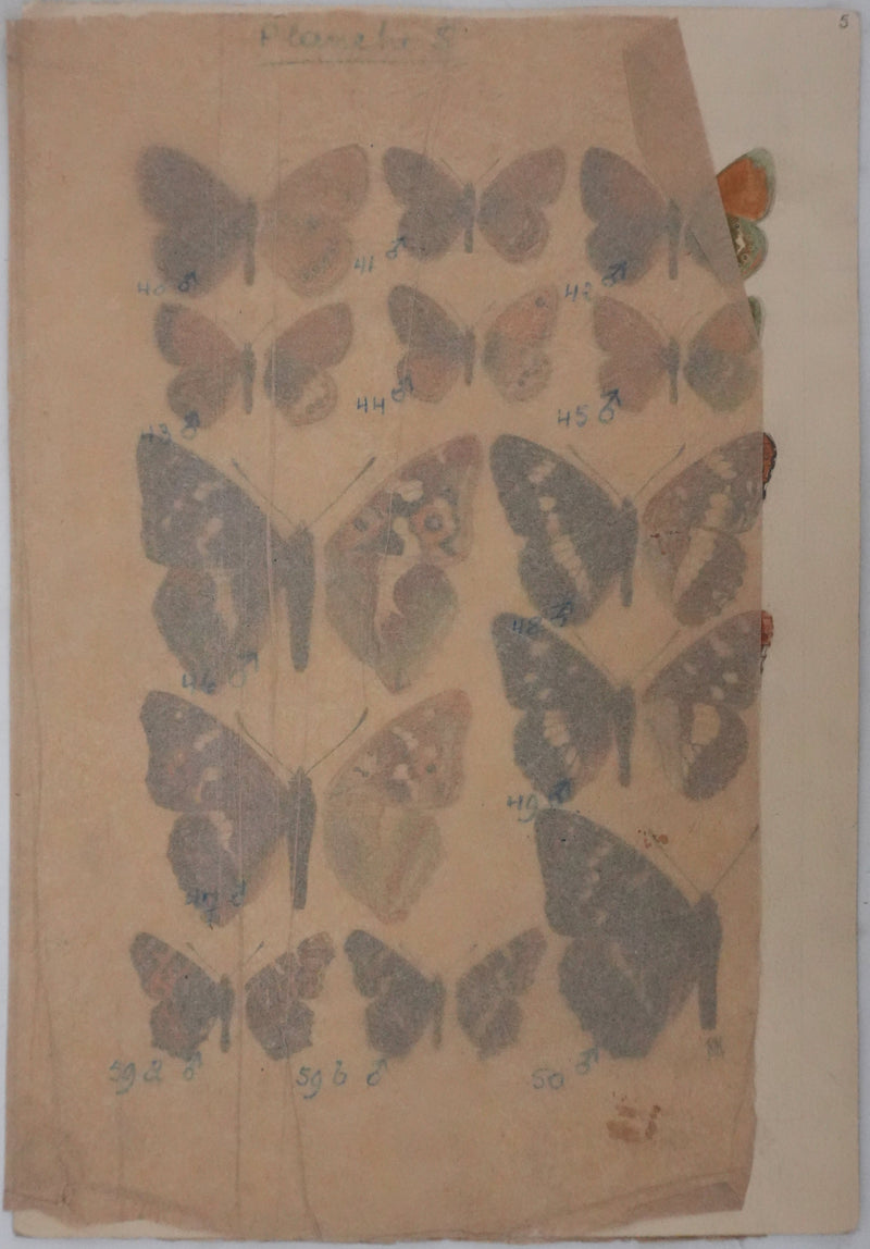Roger METAYE : Papillons marrons et violets, Aquarelle originale signée
