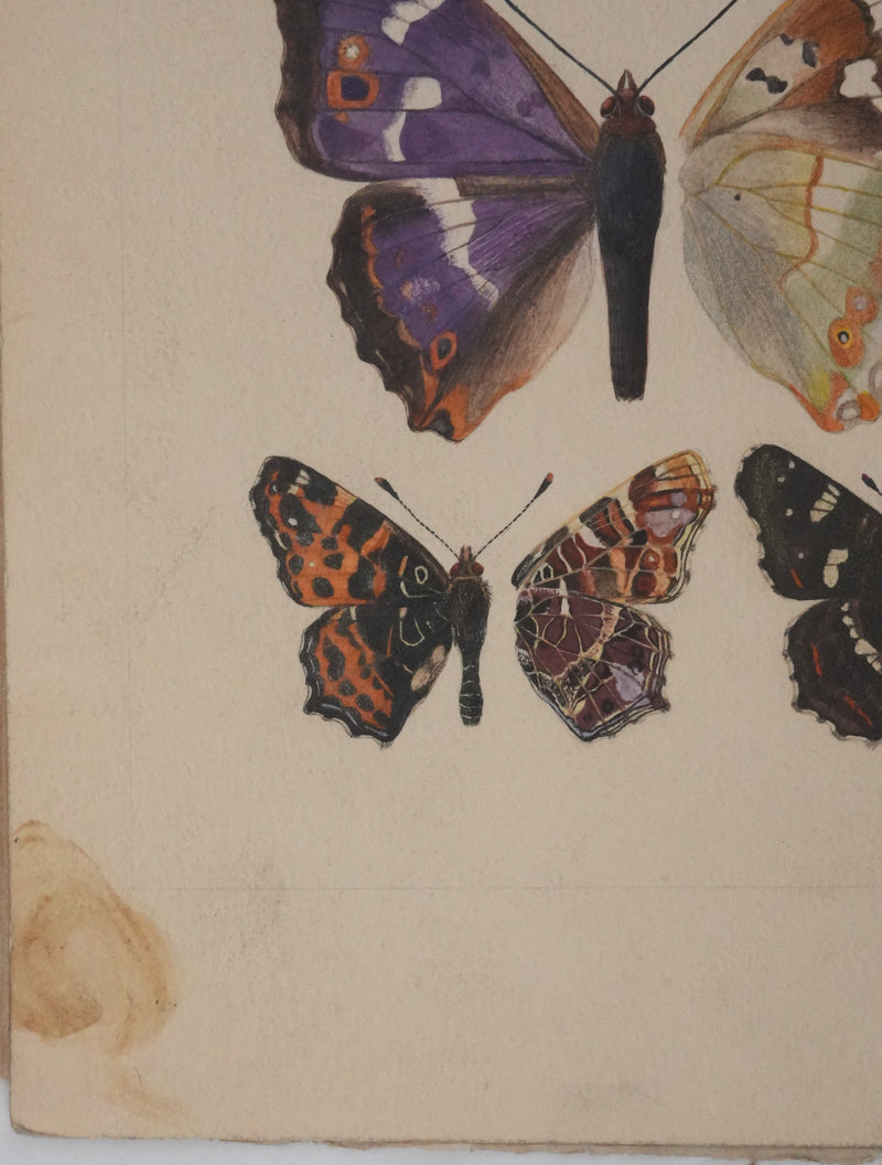 Roger METAYE : Papillons marrons et violets, Aquarelle originale signée