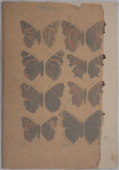 Roger METAYE : Papillons à tâches marrons, Aquarelle originale signée