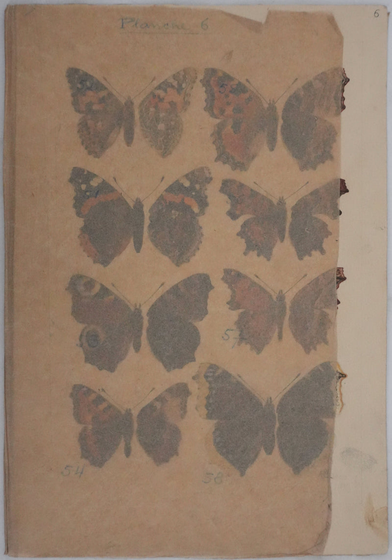 Roger METAYE : Papillons à tâches marrons, Aquarelle originale signée