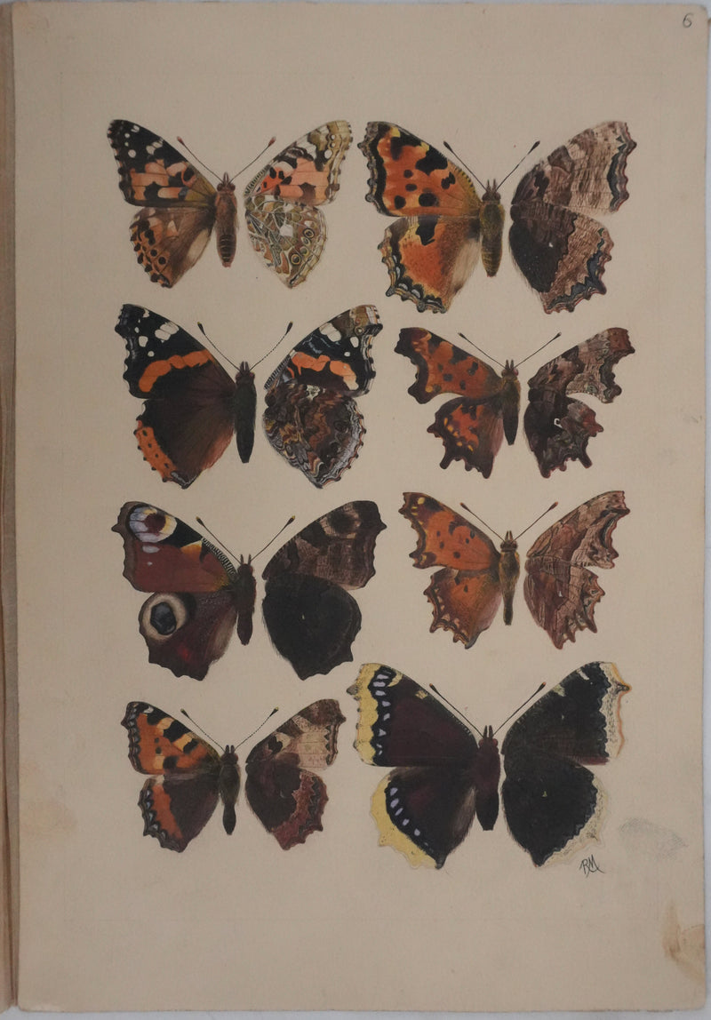 Roger METAYE : Papillons à tâches marrons, Aquarelle originale signée