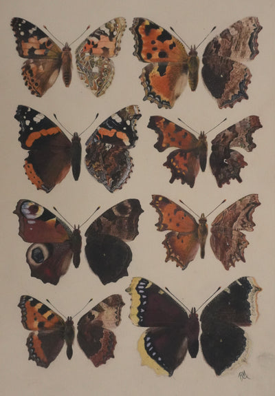 Roger METAYE : Papillons à tâches marrons, Aquarelle originale signée