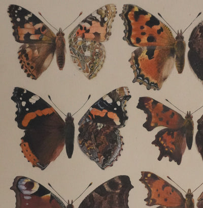 Roger METAYE : Papillons à tâches marrons, Aquarelle originale signée