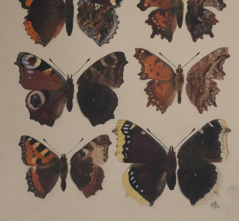 Roger METAYE : Papillons à tâches marrons, Aquarelle originale signée