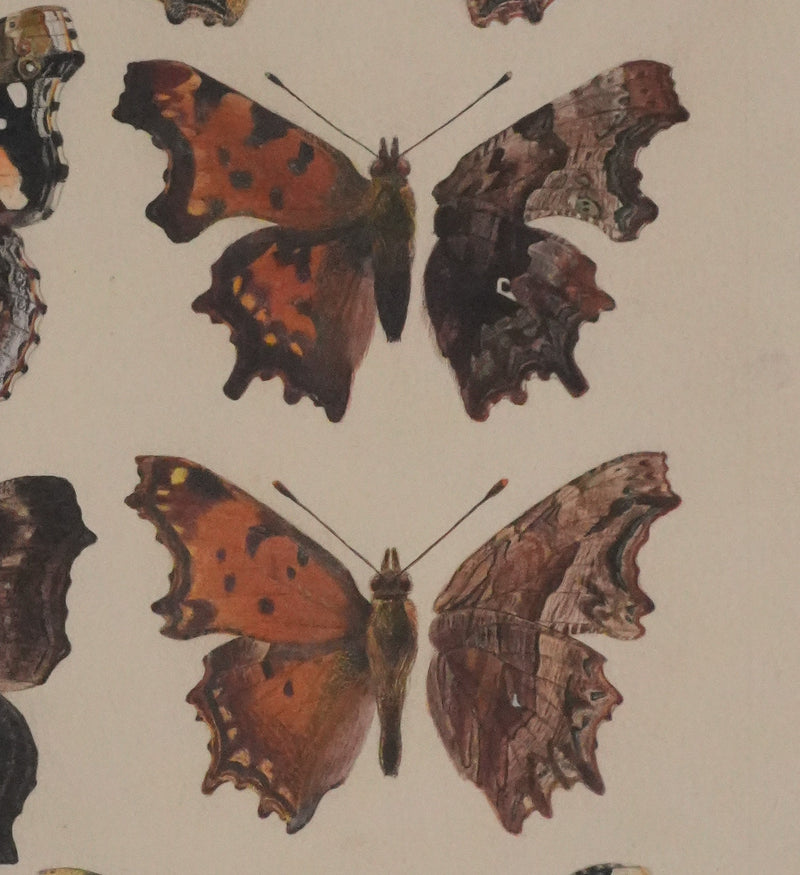 Roger METAYE : Papillons à tâches marrons, Aquarelle originale signée