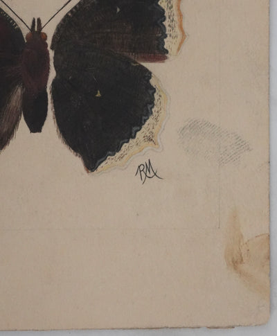 Roger METAYE : Papillons à tâches marrons, Aquarelle originale signée