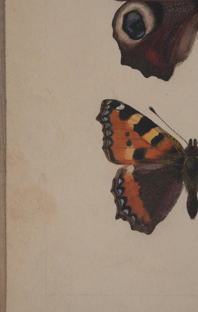 Roger METAYE : Papillons à tâches marrons, Aquarelle originale signée