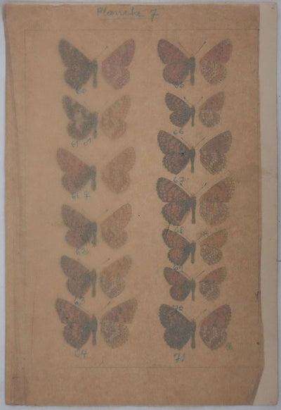 Roger METAYE : Papillons à taches oranges, Aquarelle originale signée