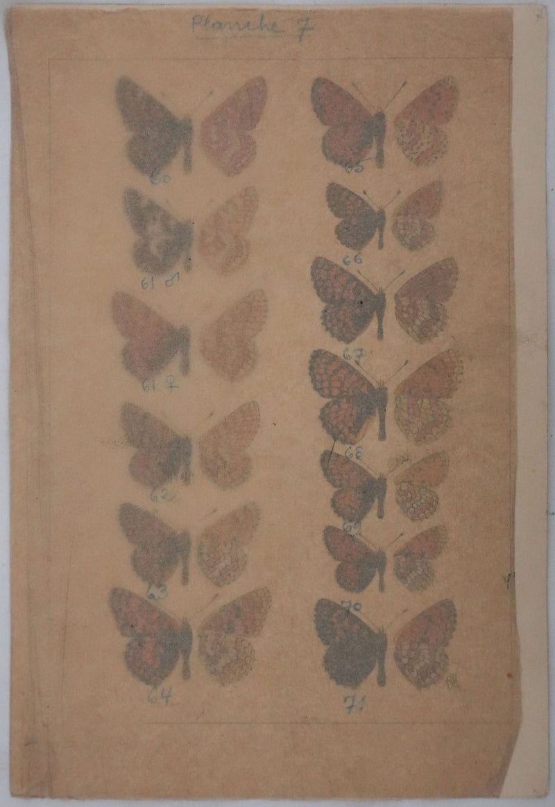 Roger METAYE : Papillons à taches oranges, Aquarelle originale signée