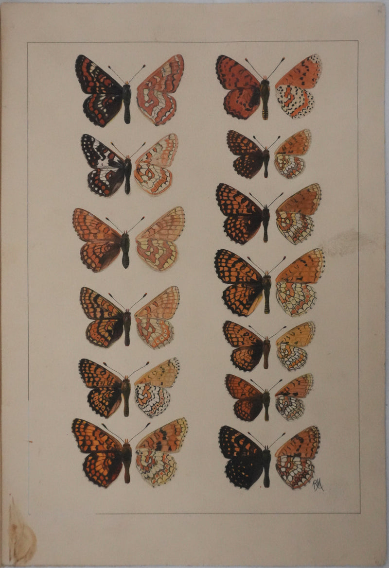 Roger METAYE : Papillons à taches oranges, Aquarelle originale signée