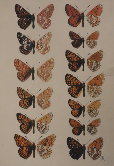 Roger METAYE : Papillons à taches oranges, Aquarelle originale signée