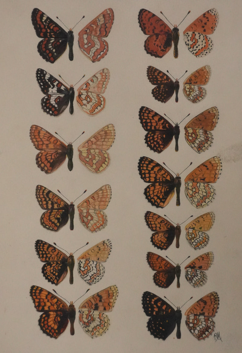 Roger METAYE : Papillons à taches oranges, Aquarelle originale signée