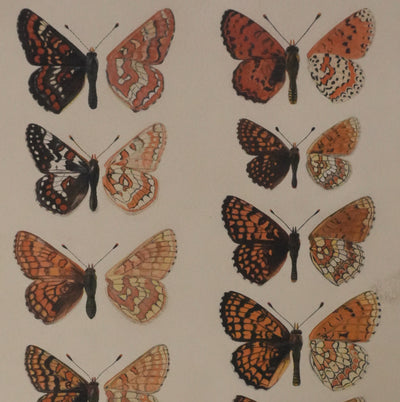 Roger METAYE : Papillons à taches oranges, Aquarelle originale signée