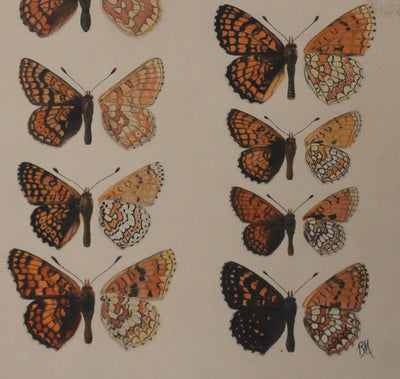 Roger METAYE : Papillons à taches oranges, Aquarelle originale signée