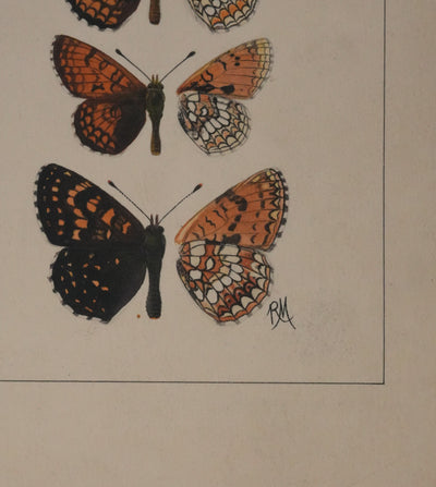 Roger METAYE : Papillons à taches oranges, Aquarelle originale signée