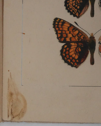 Roger METAYE : Papillons à taches oranges, Aquarelle originale signée