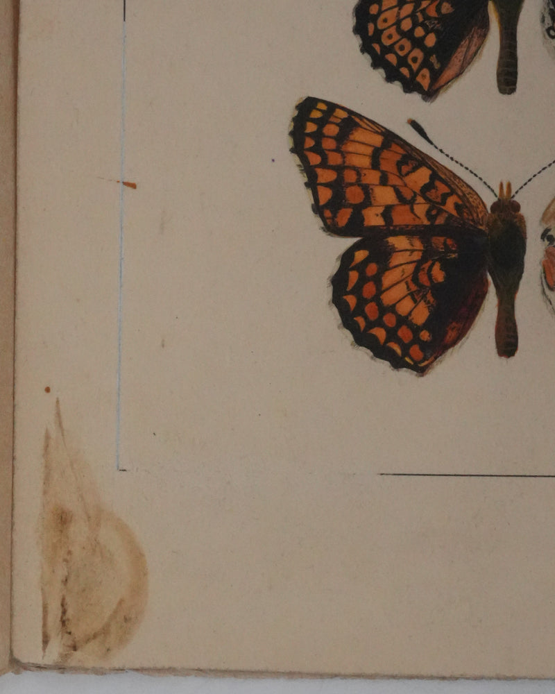 Roger METAYE : Papillons à taches oranges, Aquarelle originale signée