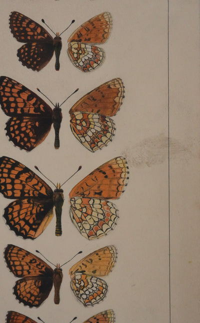 Roger METAYE : Papillons à taches oranges, Aquarelle originale signée