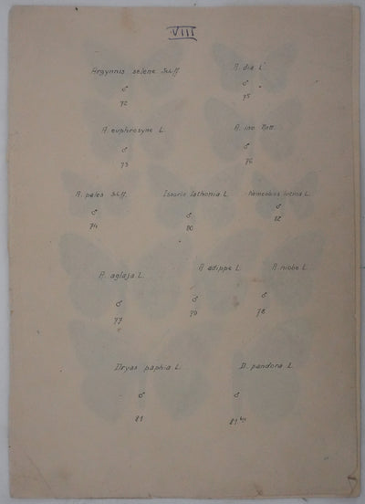 Roger METAYE : Petit collier argenté, Lucine et Petit nacré, Aquarelle originale signée