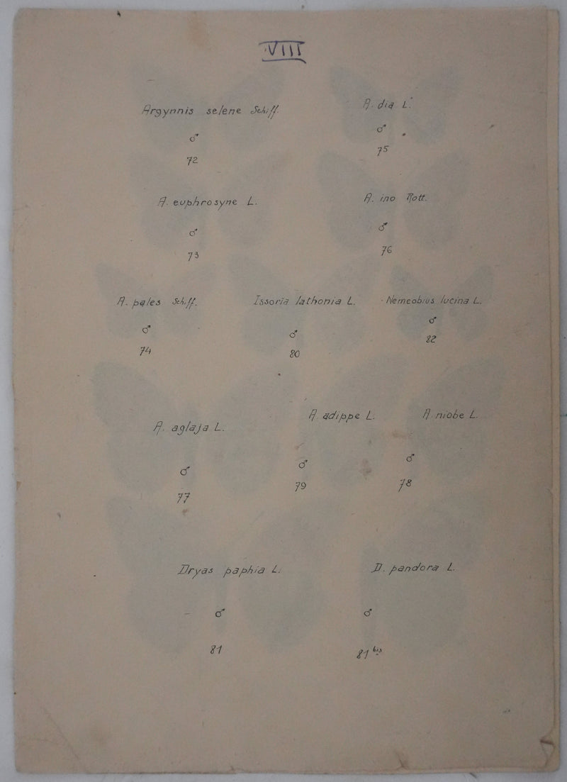Roger METAYE : Petit collier argenté, Lucine et Petit nacré, Aquarelle originale signée