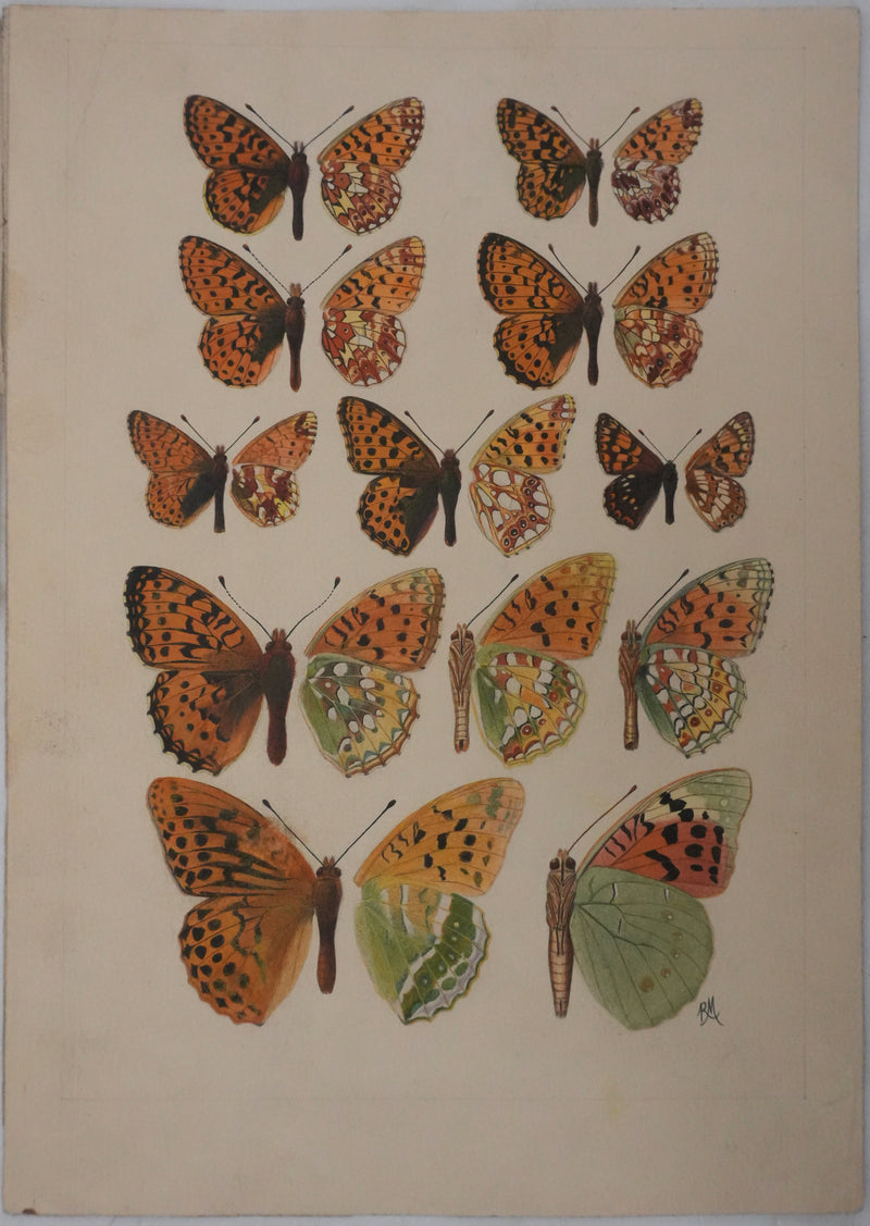 Roger METAYE : Petit collier argenté, Lucine et Petit nacré, Aquarelle originale signée