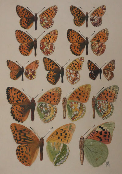 Roger METAYE : Petit collier argenté, Lucine et Petit nacré, Aquarelle originale signée