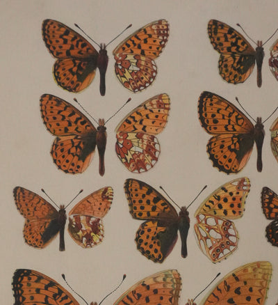 Roger METAYE : Petit collier argenté, Lucine et Petit nacré, Aquarelle originale signée