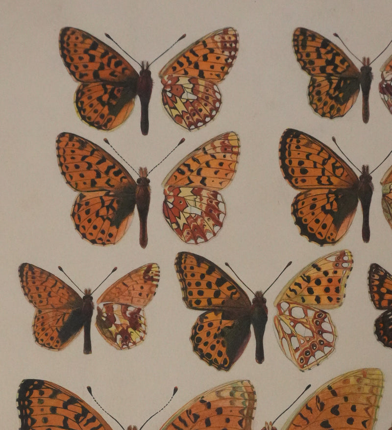 Roger METAYE : Petit collier argenté, Lucine et Petit nacré, Aquarelle originale signée