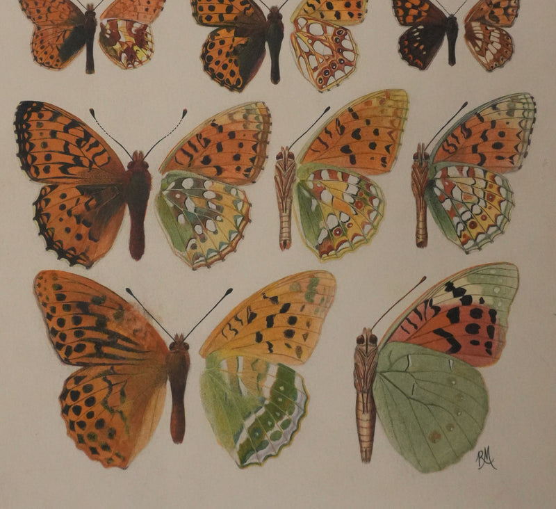 Roger METAYE : Petit collier argenté, Lucine et Petit nacré, Aquarelle originale signée