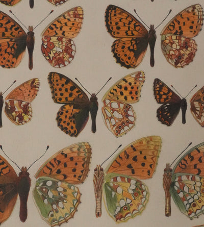 Roger METAYE : Petit collier argenté, Lucine et Petit nacré, Aquarelle originale signée