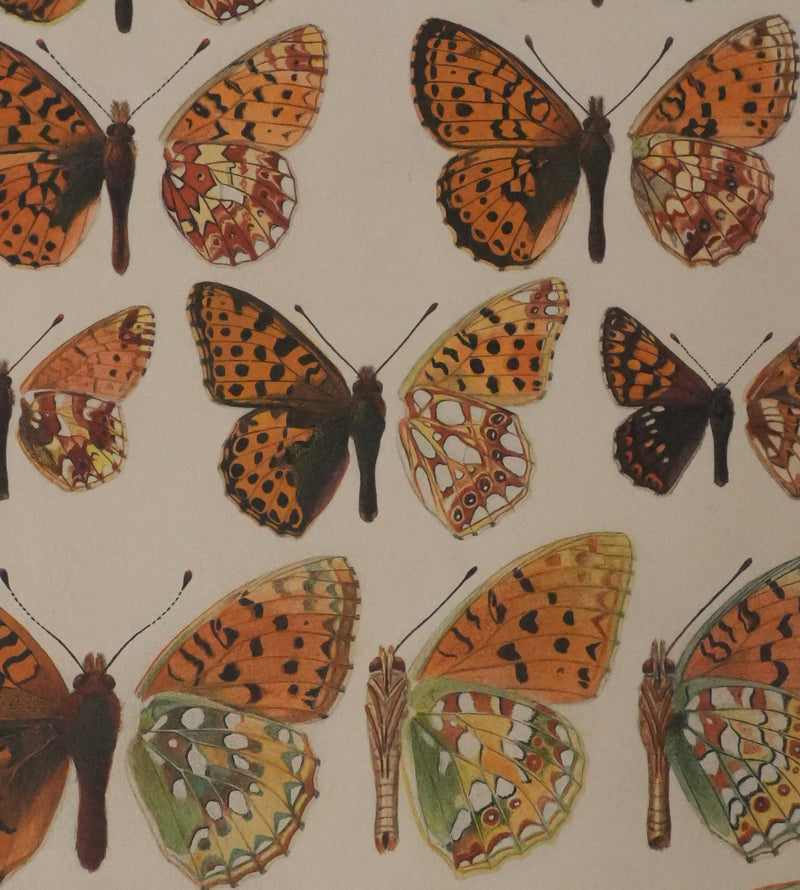 Roger METAYE : Petit collier argenté, Lucine et Petit nacré, Aquarelle originale signée