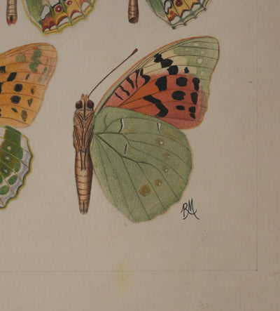 Roger METAYE : Petit collier argenté, Lucine et Petit nacré, Aquarelle originale signée