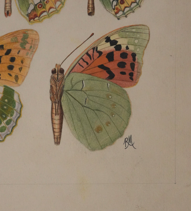 Roger METAYE : Petit collier argenté, Lucine et Petit nacré, Aquarelle originale signée