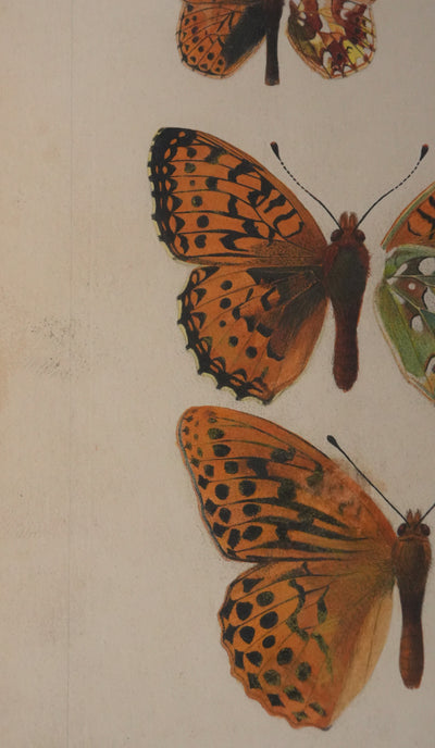 Roger METAYE : Petit collier argenté, Lucine et Petit nacré, Aquarelle originale signée