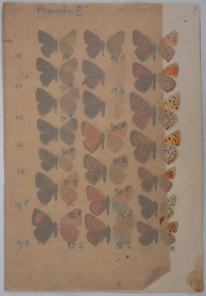 Roger METAYE : Petits papillons colorés, Aquarelle originale signée