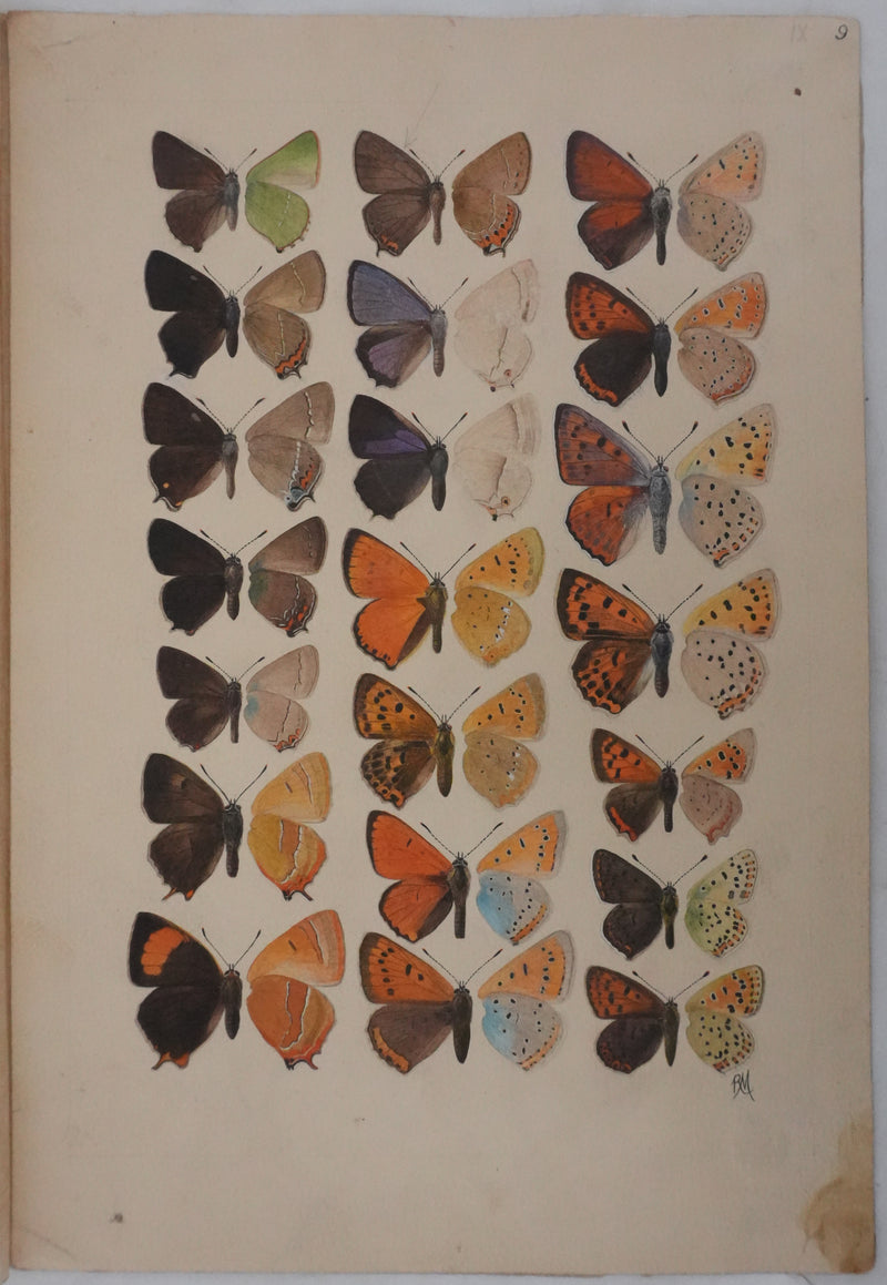 Roger METAYE : Petits papillons colorés, Aquarelle originale signée